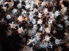 Polycephalomyces tomentosus