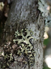 Hypotrachyna sinuosa