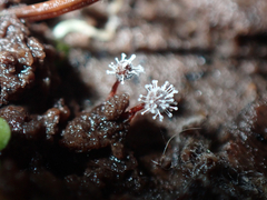 Polycephalomyces tomentosus