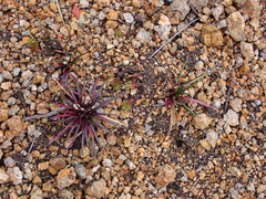 Lysipomia multiflora