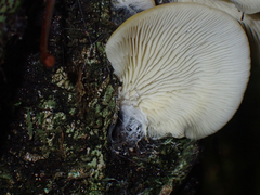 Conchomyces bursiformis