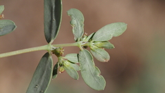 Euphorbia abramsiana