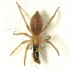 Clubionidae