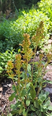 Solidago simplex
