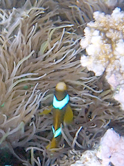 Heteractis crispa