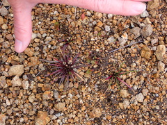 Lysipomia multiflora