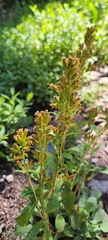 Solidago simplex