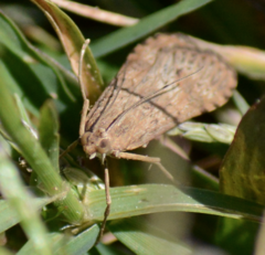 Nomophila nearctica
