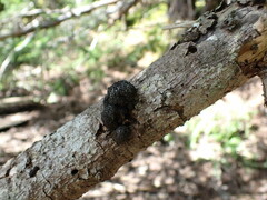 Jackrogersella multiformis