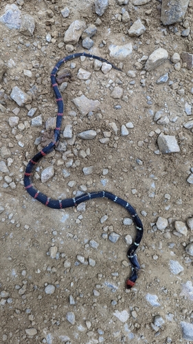 Oxyrhopus erdisii