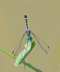 Micrathyria hesperis