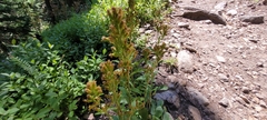 Solidago simplex
