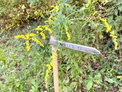 Solidago rugosa