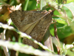 Nomophila nearctica