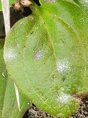 Golovinomyces sordidus