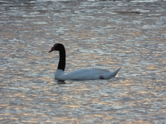 Cygnus melancoryphus