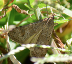 Nomophila nearctica