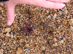 Lysipomia multiflora