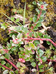 Gaultheria