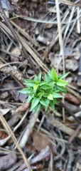 Sherardia arvensis