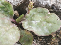 Golovinomyces sordidus