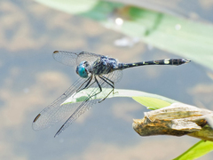 Micrathyria hesperis