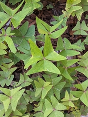 Oxalis intermedia