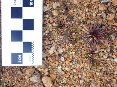 Lysipomia multiflora