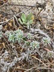 Camissoniopsis cheiranthifolia