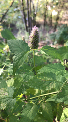 Agastache urticifolia