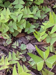 Oxalis intermedia
