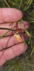 Hakea microcarpa