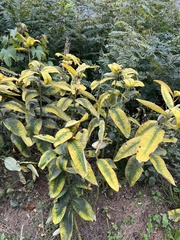 Asclepias