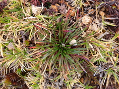 Lysipomia multiflora