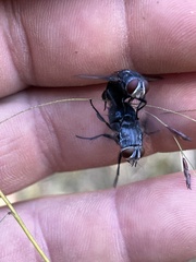 Calliphora vicina
