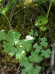 Aquilegia formosa