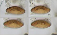 Galeripora discoides