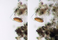 Galeripora discoides