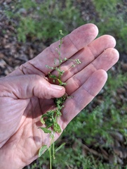 Chenopodium berlandieri