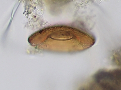 Galeripora discoides