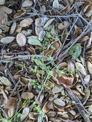 Chenopodium berlandieri