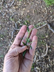 Chenopodium berlandieri