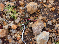 Lysipomia multiflora