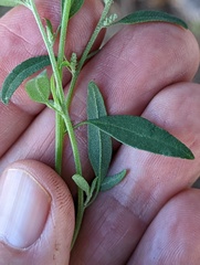 Chenopodium berlandieri