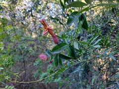 Dolichandra cynanchoides