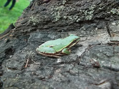 Hyla eximia