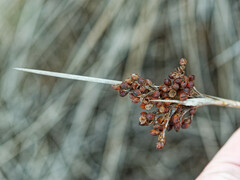 Juncus acutus