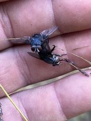 Calliphora vicina