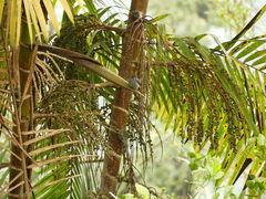 Contopus fumigatus