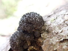 Jackrogersella multiformis